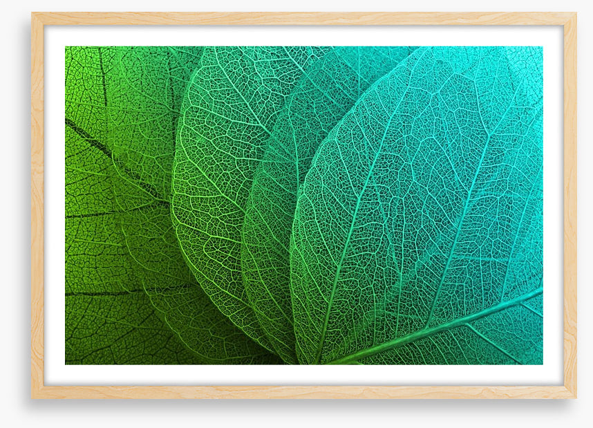 Macro leaves