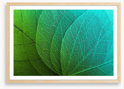 Macro leaves