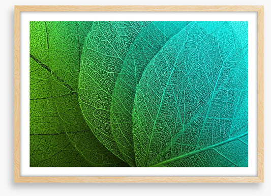 Macro leaves