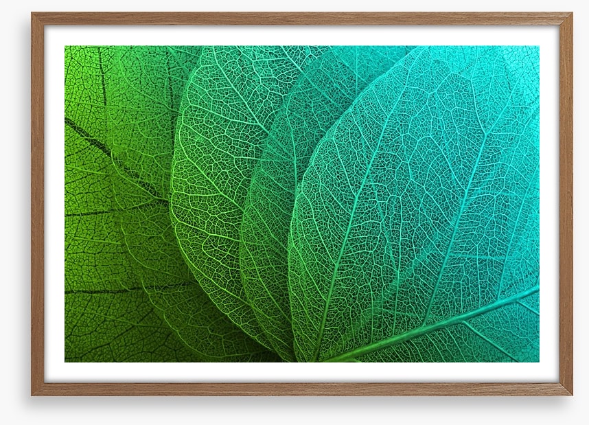 Macro leaves