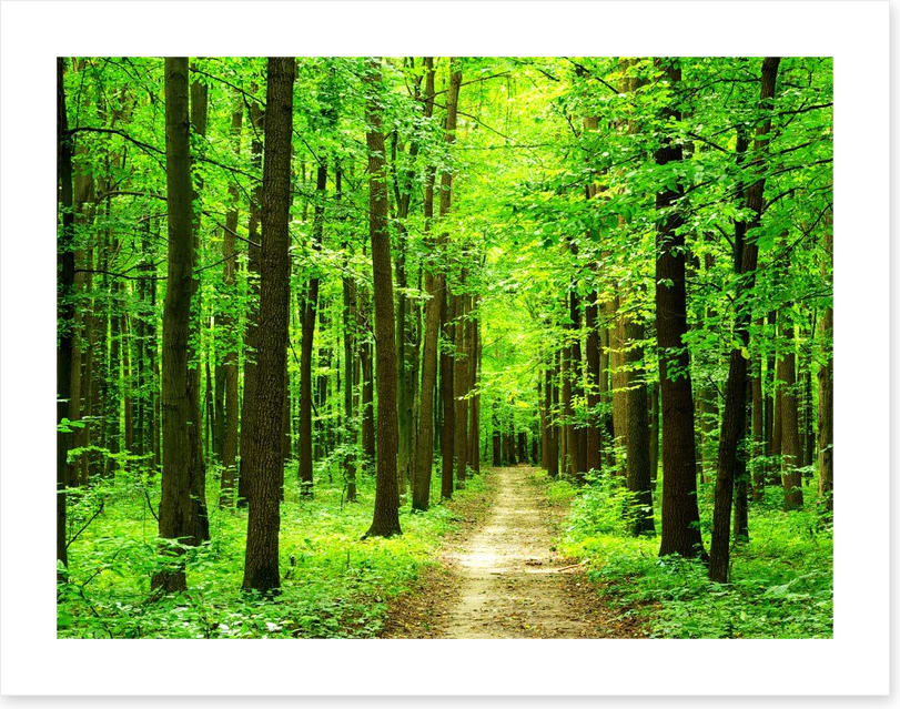 Dazzling forest