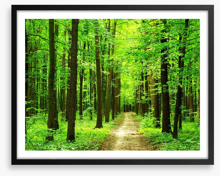 Dazzling forest