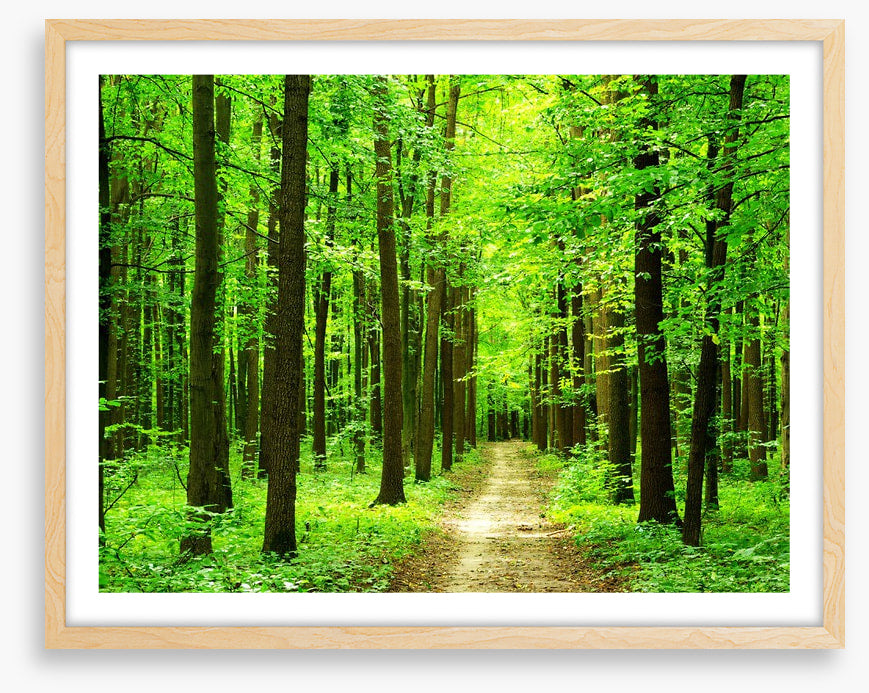 Dazzling forest