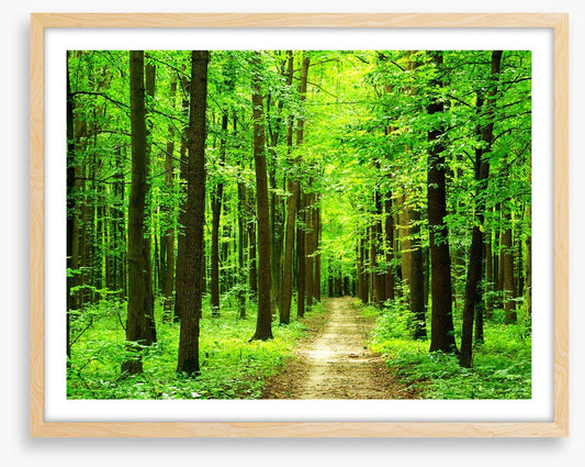 Dazzling forest