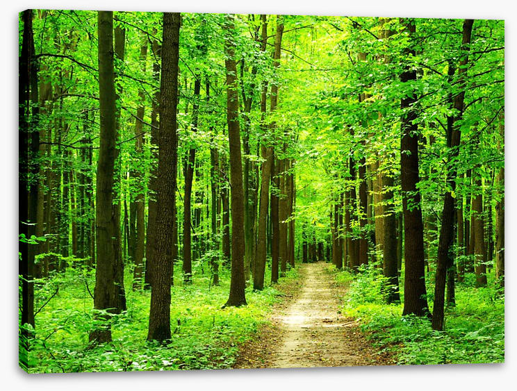 Dazzling forest