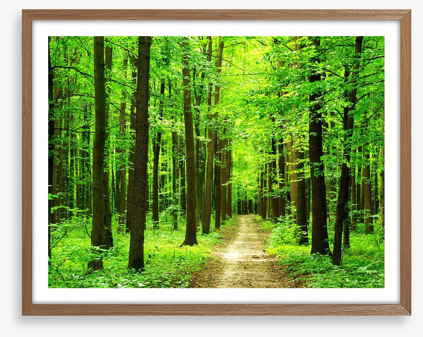 Dazzling forest