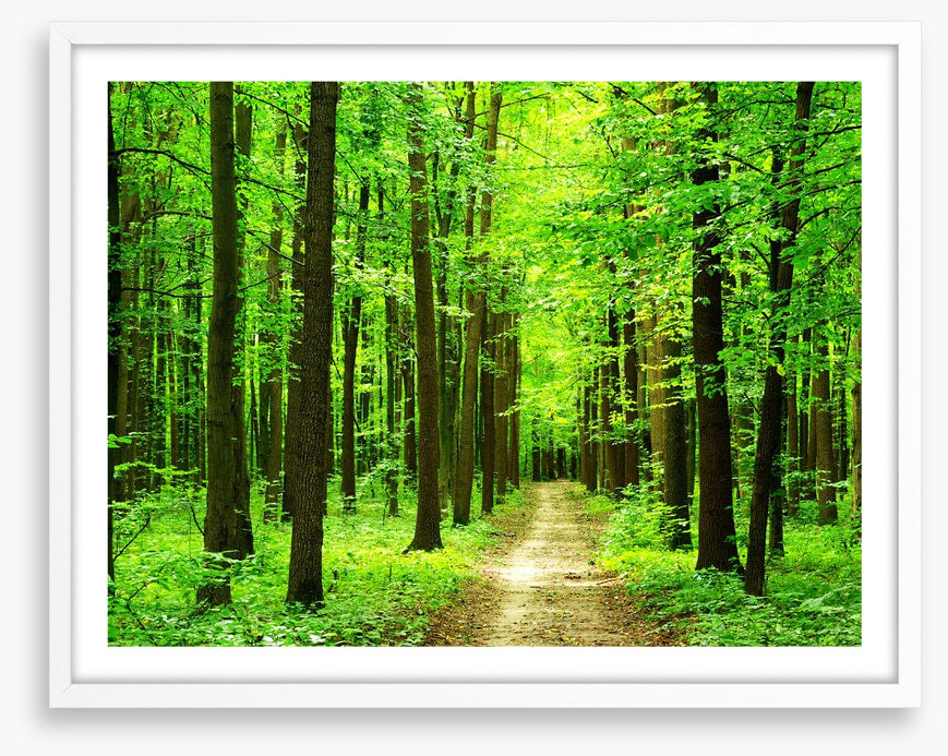 Dazzling forest