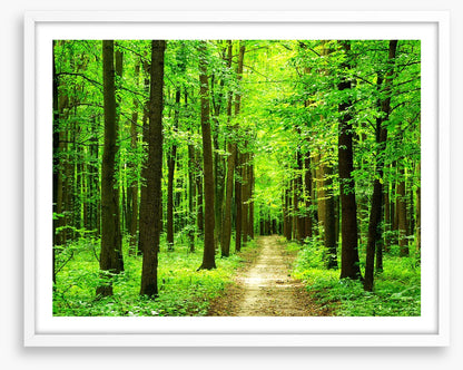 Dazzling forest