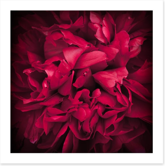 Peony petals