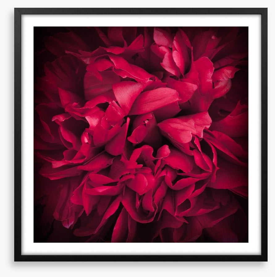 Peony petals
