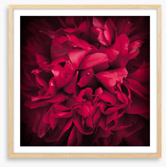 Peony petals