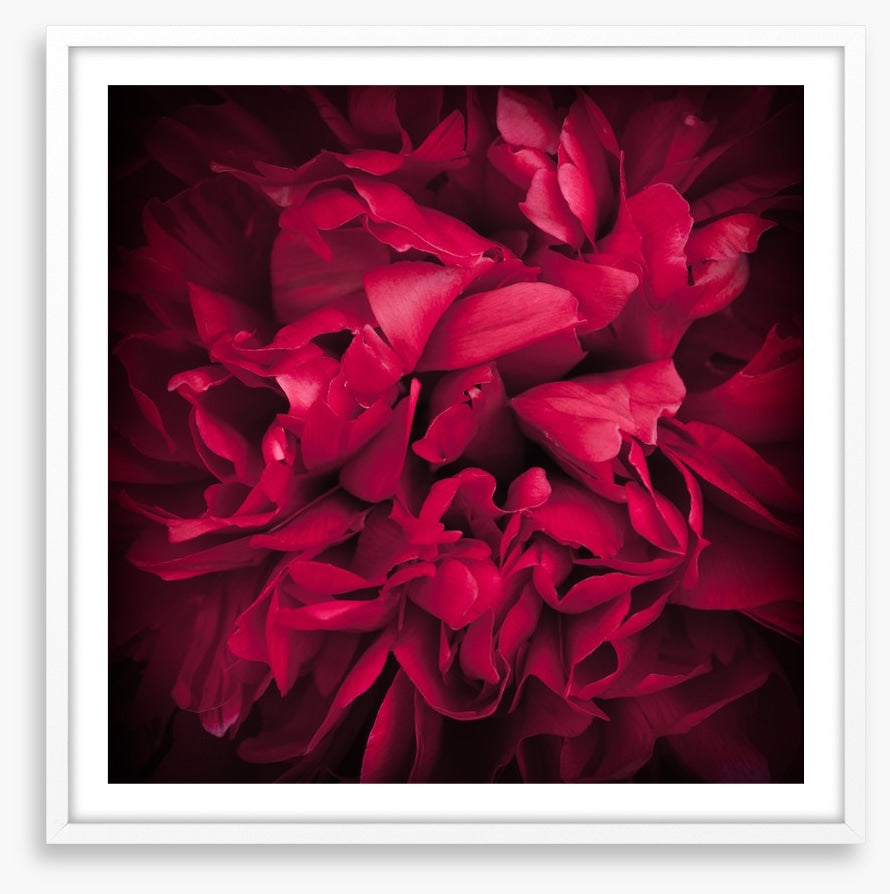 Peony petals