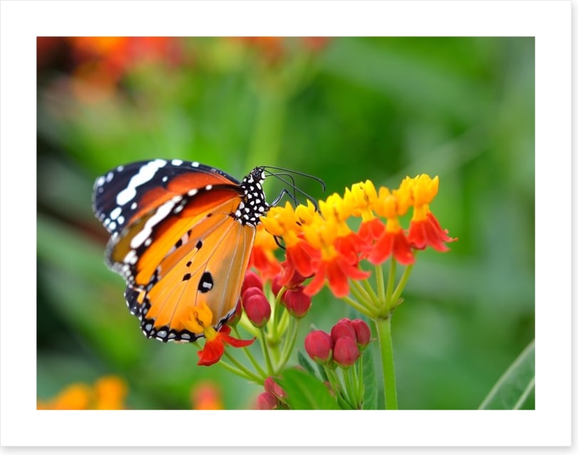 Insects