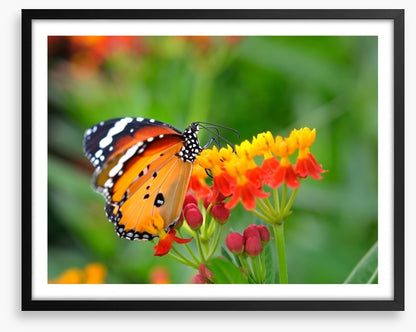 Insects