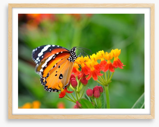 Insects