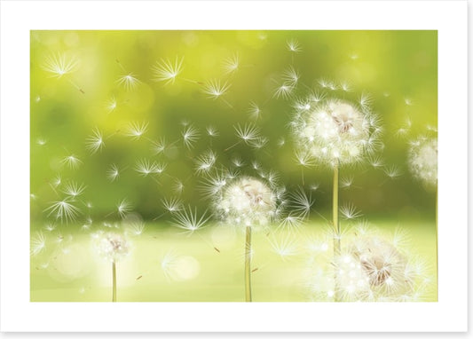 Blowball dandelions