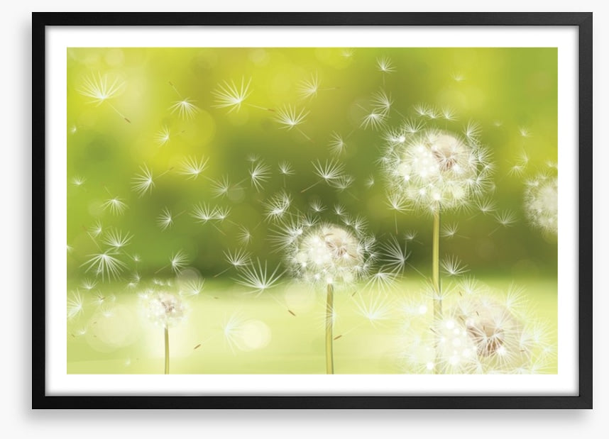 Blowball dandelions
