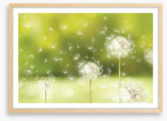 Blowball dandelions