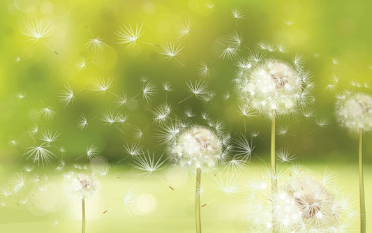 Blowball dandelions