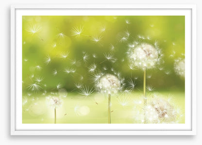 Blowball dandelions