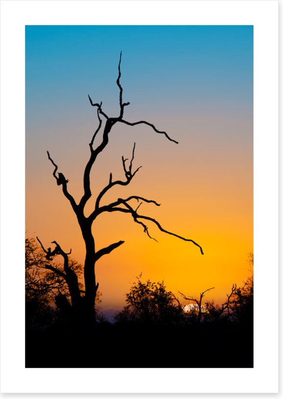 Trees