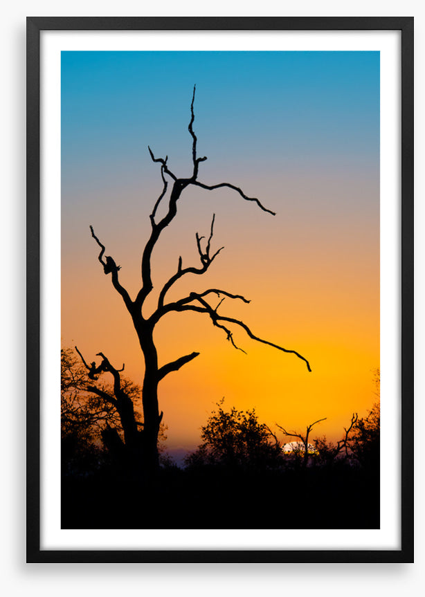 Trees
