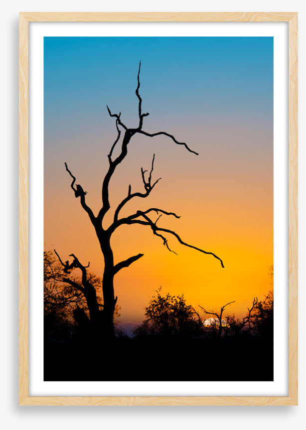 Trees