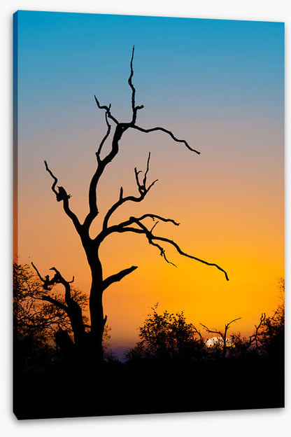 Trees