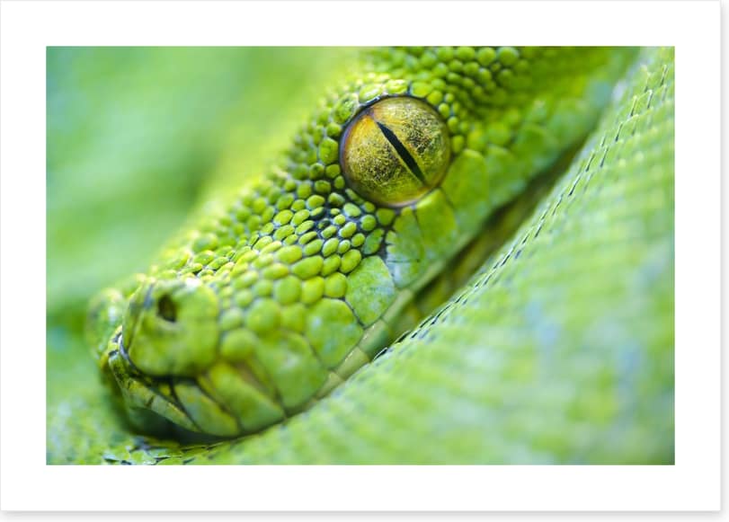 Reptiles / Amphibian