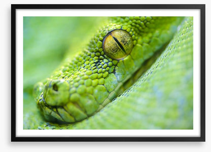 Reptiles / Amphibian