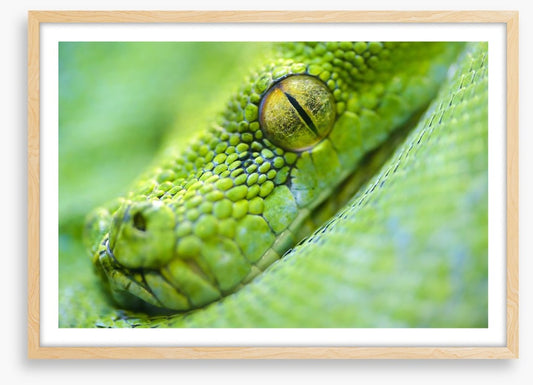 Reptiles / Amphibian