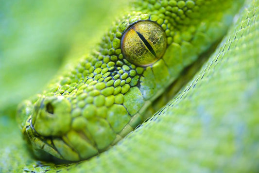 Reptiles / Amphibian