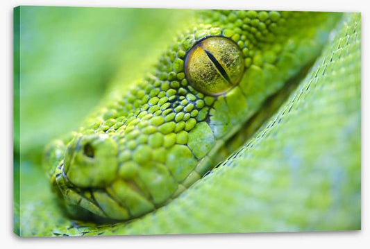 Reptiles / Amphibian