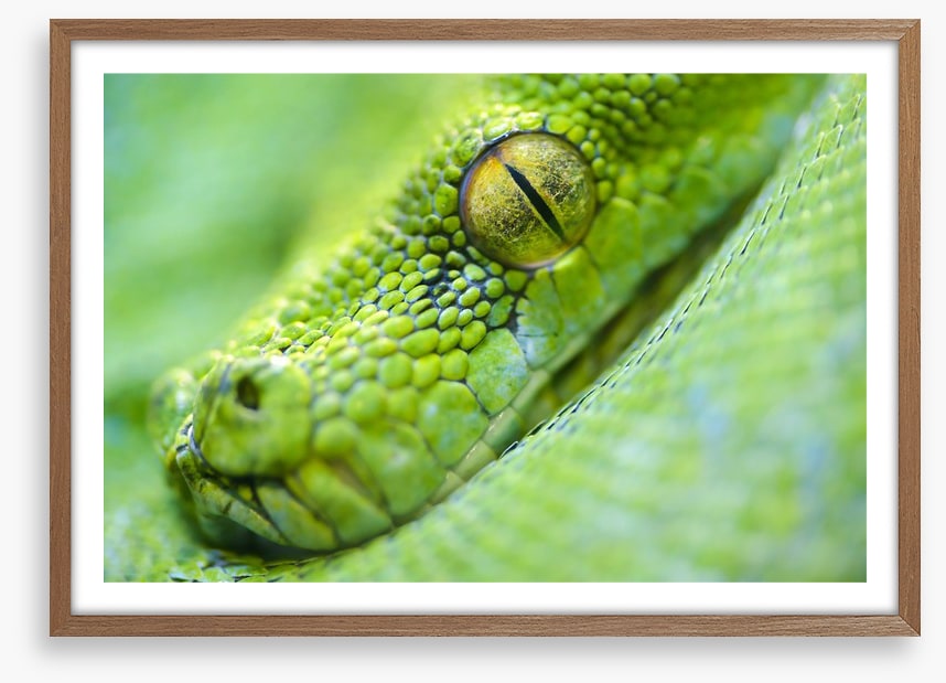 Reptiles / Amphibian