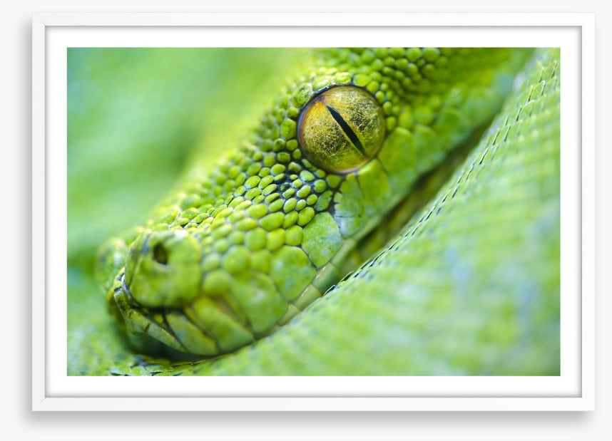 Reptiles / Amphibian
