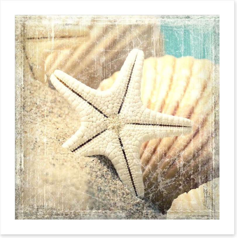 Shells and starfish