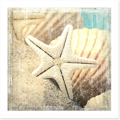 Shells and starfish