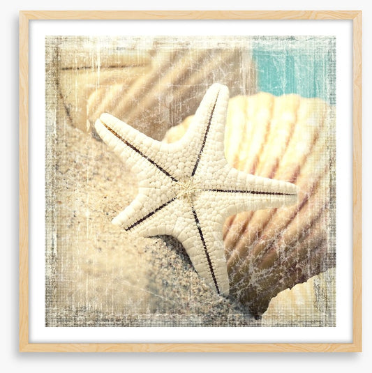 Shells and starfish