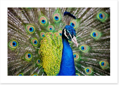 Peacock plumage