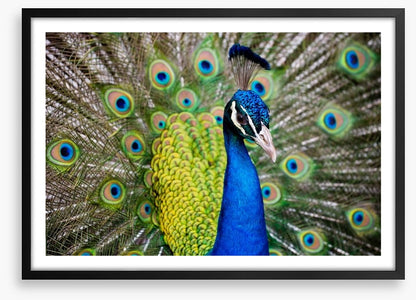 Peacock plumage