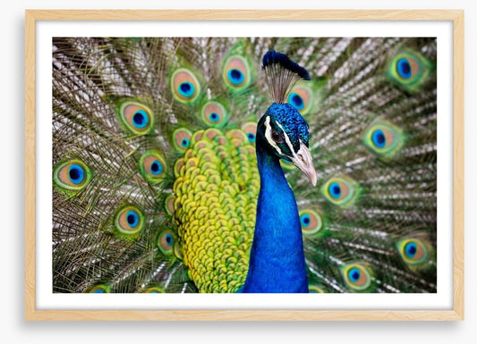 Peacock plumage
