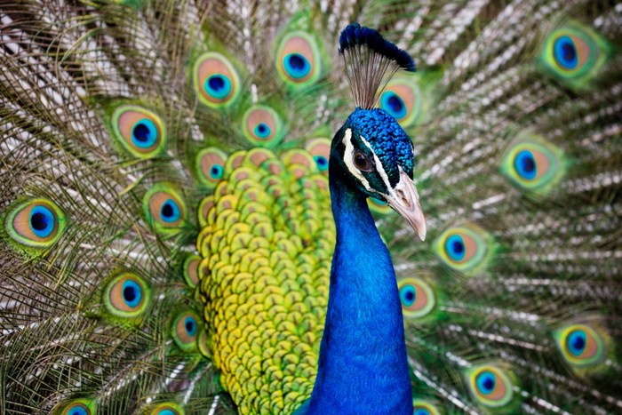 Peacock plumage