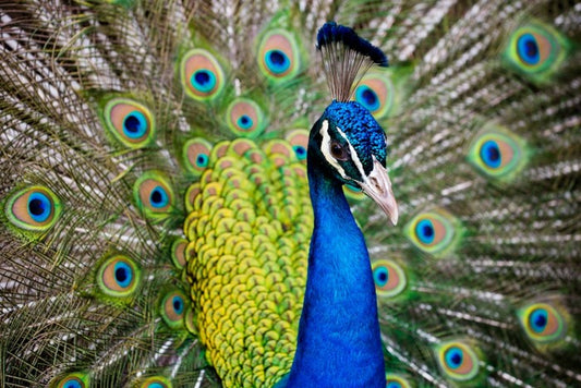 Peacock plumage