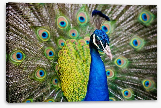 Peacock plumage