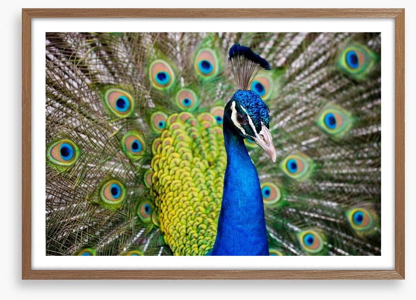 Peacock plumage