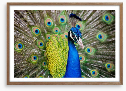 Peacock plumage