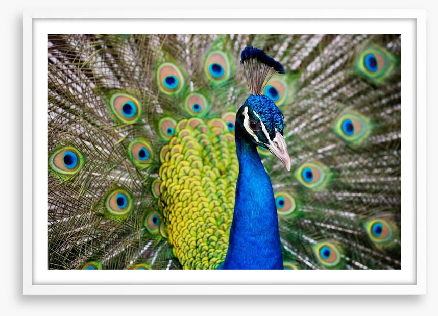 Peacock plumage