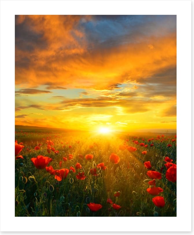 Poppy heaven