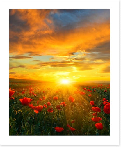 Poppy heaven