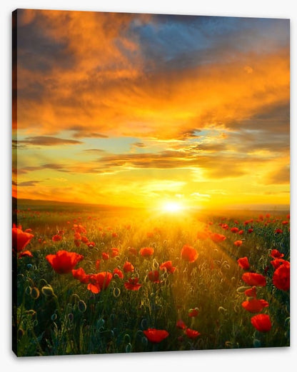 Poppy heaven